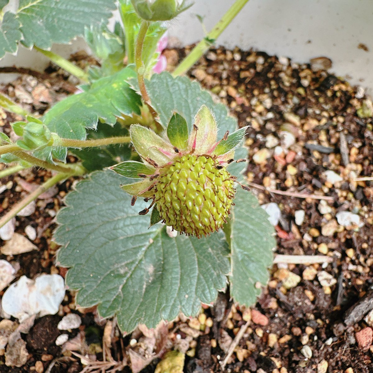 c15succulent's tweet photo. #superpineberry
#スーパーパインベリー
#苺
花の形は一般的な苺の花に近い形。
苺大好き。可愛いー♡ https://t.co/KgKCpjqj1e