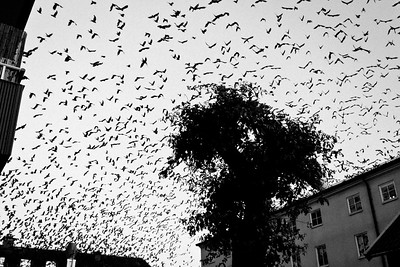NKeramos's tweet photo. Lawsuits, Nurses and Birds - Oh My @4zzzradio's @digital_zed https://t.co/IesMgtYbsx #AusAirplay https://t.co/sDRLC2KGss