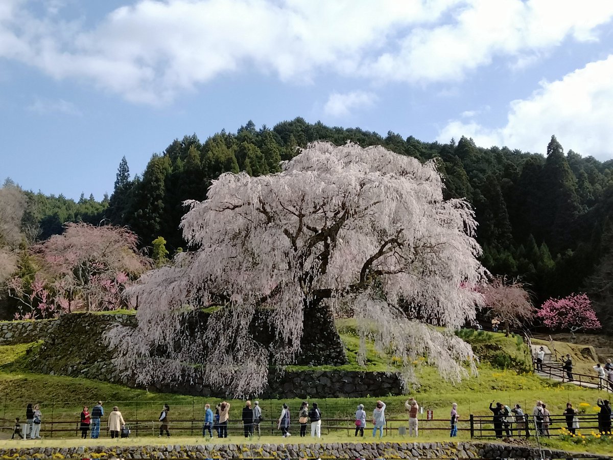 imasakaya tweet picture