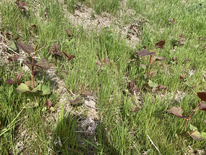 河川敷散歩してて赤いのいっぱい生えてる思ったら、めっちゃイタドリやん。 