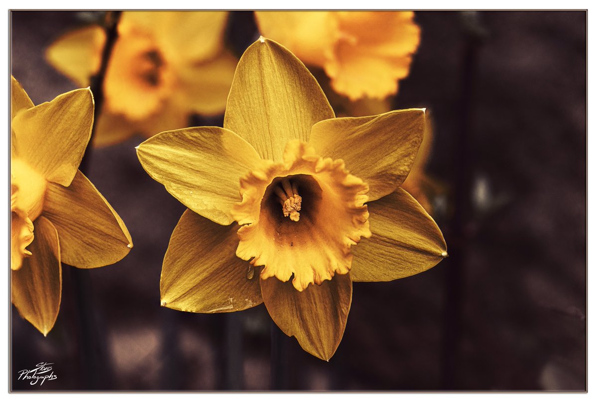 'Sign of Spring' 
Happy Monday everyone 🌼📸😊
#ShareMondays2023 #FSPrintMonday #WexMondays #PhotographyIsArt #Flowers #NatureLover #SignsOfSpring #PhotOfTheDay #TwitterNatureCommunity