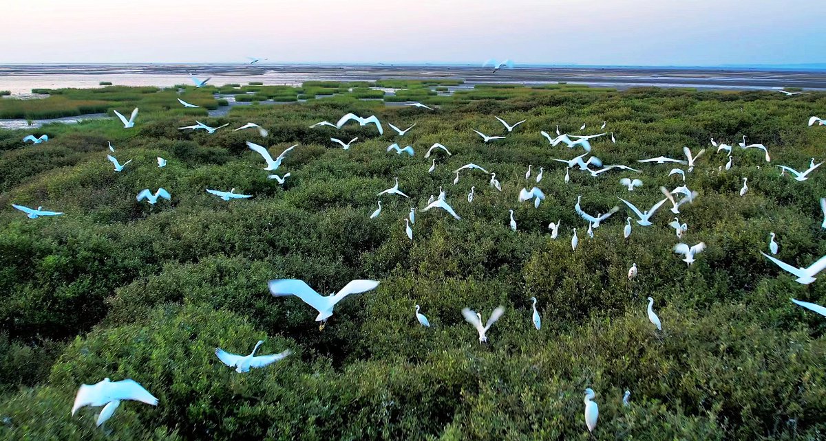iGuangdong's tweet photo. #Zhanjiang Mangrove Wetland Protection Foundation recently signed an agreement with several enterprises including @BASF and @TencentGlobal for joint forces in the comprehensive protection, restoration, study and research of mangroves and in developing related carbon sinks. #EcoGD https://t.co/SyXYMopVzr