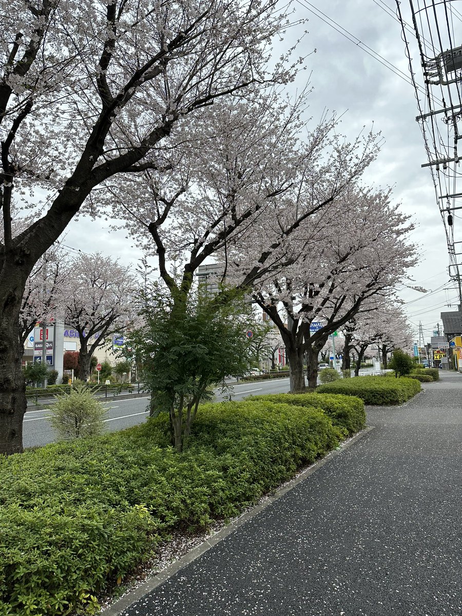 スワラズ tweet media