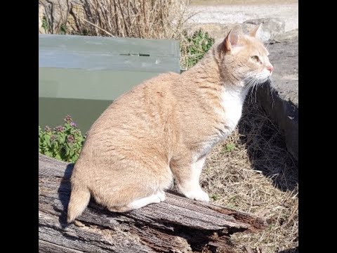 MeowMoeDotCom's tweet image. Two Stubby Tailed #Cats ##Shorts
 
meowmoe.com/44935/
 
#Bobtail #Manx #Neko #StubbyTailedCat #マンクス