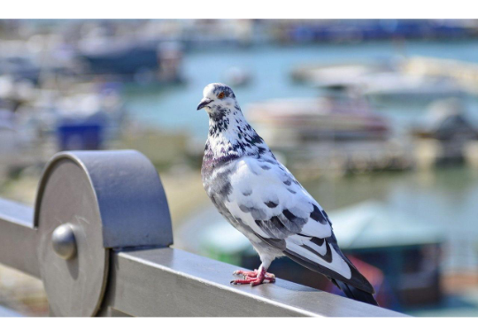 GoodPigeonBot's tweet image. sexy pigeon 7/10