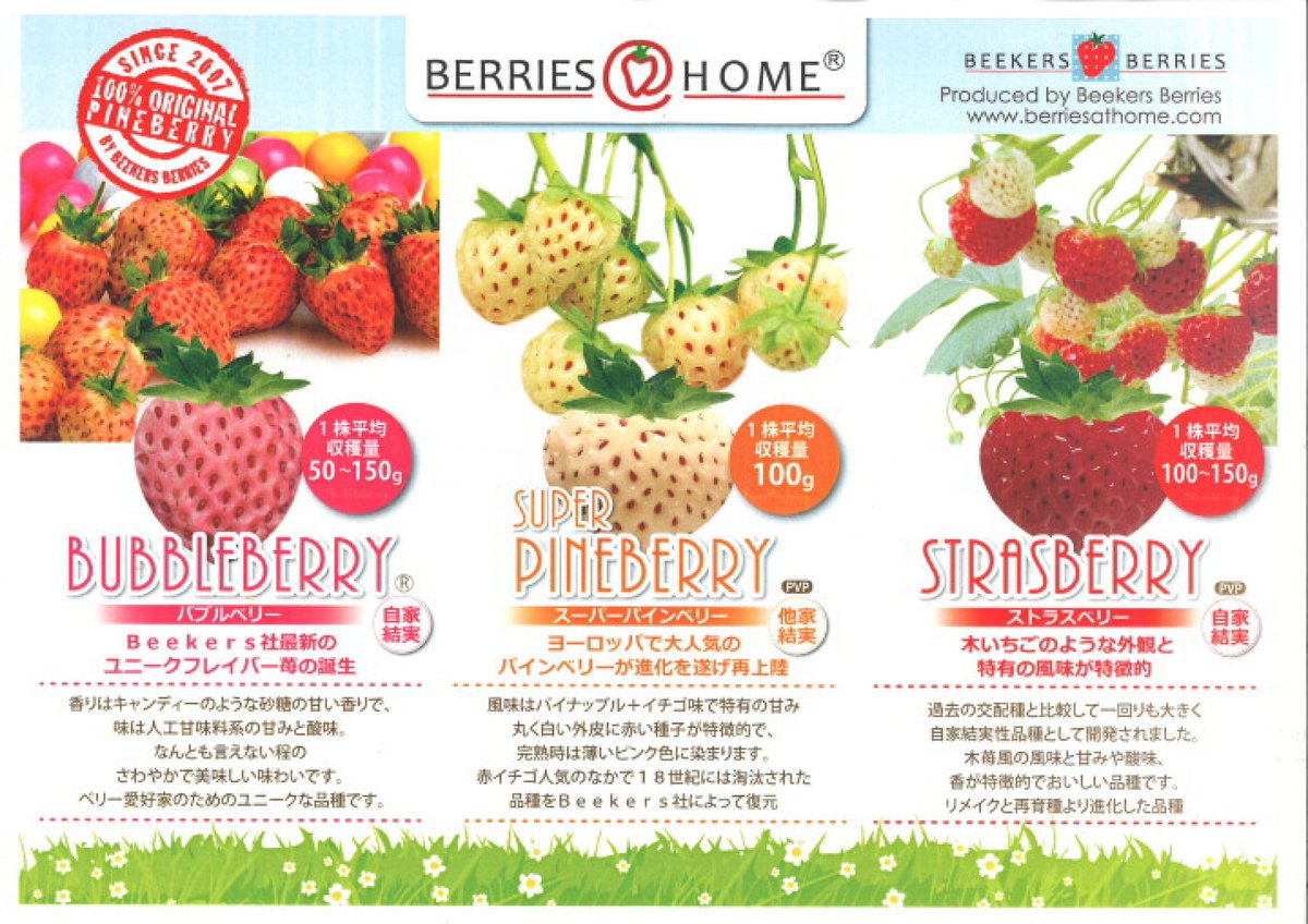 c15succulent's tweet photo. #bubbleberry
#バブルベリー の花。
扇形のような丸い花びら。
beekersberry社の苺。今年は3種類とも実がなりますように。 https://t.co/QnlV9HLQ7Z