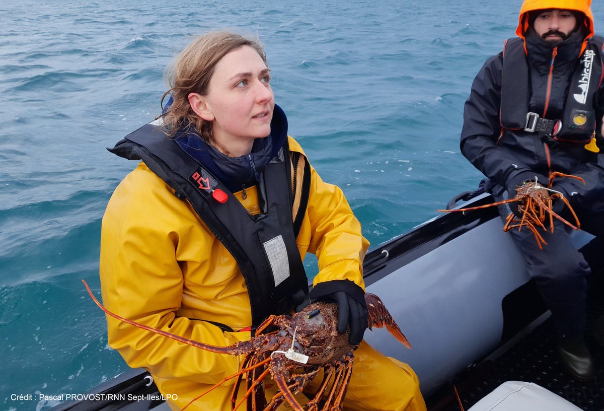 Le projet européen <a href="/fish_intel/">FISH INTEL</a> a suivi par télémétrie acoustique les déplacements de 300 poissons 🐟 (bars et lieus jaunes) et 50 langoustes 🦞 sur les côtes françaises de la Manche !

👉 Voici ce qu'ils ont trouvé : ifremer.fr/fr/presse/des-…