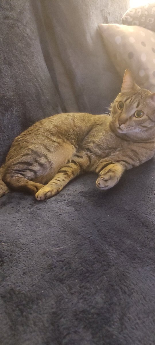 OscarBK, IRL Chester Horse tweet media