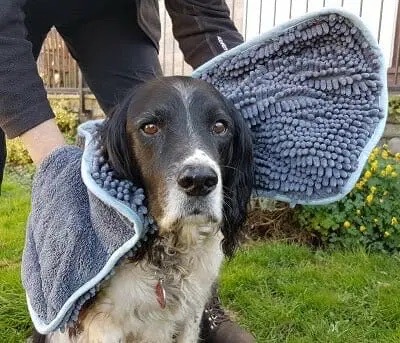 Make sure your doggy is less soggy with these super absorbent drying gloves 💦

Perfect for a rub down after wet walkies or after a bath 🛁 

dotty4paws.co.uk/product/henry-…

#Earlybiz #MHHSBD <a href="/DistinctivePets/">Distinctive Pets - home of Muddy Dog Day</a>