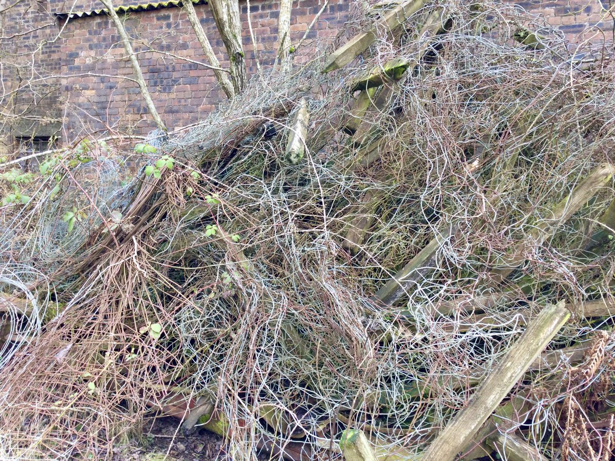coal_legacies's tweet image. One for #AllMetalMonday at first glance it looked just like a tangled heap of dead undergrowth. Closer inspection revealed a mass of tangled wire. Craigend Brickworks #Maddiston #Falkirk 
#waste #industriallandscape #explore