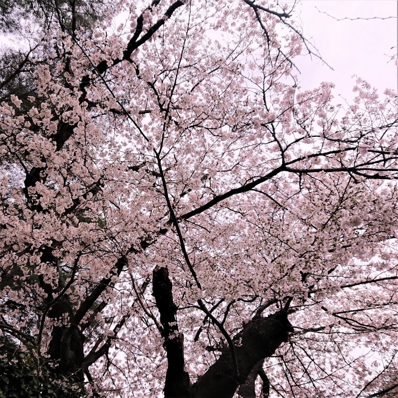 Brandoors_com's tweet photo. 玉川学園の桜をお裾分け🌸🌸🌸
曇り空の桜もまた一興ですね

"由あれど それでも桜は 咲き誇り"

などと言ってみたり🍵

#桜　#満開 https://t.co/Vii0S6i2ND
