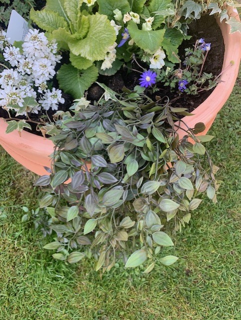 ShelfEdge's tweet photo. Beautiful cascading #artificial foliage - our lifelike trailing ruscus bushes are perfect for bringing displays to life! 💚
Shop direct https://t.co/LmrT8vkvAf
Shop ebay https://t.co/U8OO38o97J
#ruscus #trailingdecor #greenerydecor #greenery #homedecor #weddingdecor #MHHSBD https://t.co/Xv4AdZzUWD