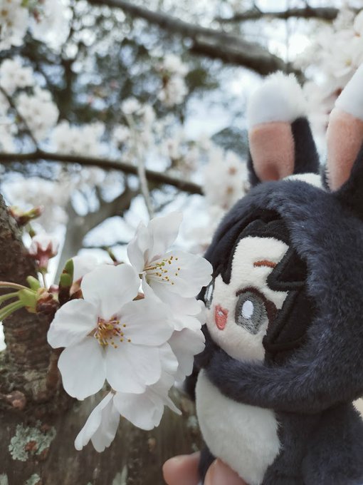 桜はまだあんまり咲いてなかったので色んな花とぬい撮りしてきた 忘羨もチョコジローも楽しんできたよ笑#MXTXぬいのいる生活 