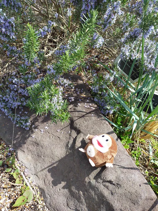 桜はまだあんまり咲いてなかったので色んな花とぬい撮りしてきた 忘羨もチョコジローも楽しんできたよ笑#MXTXぬいのいる生活 