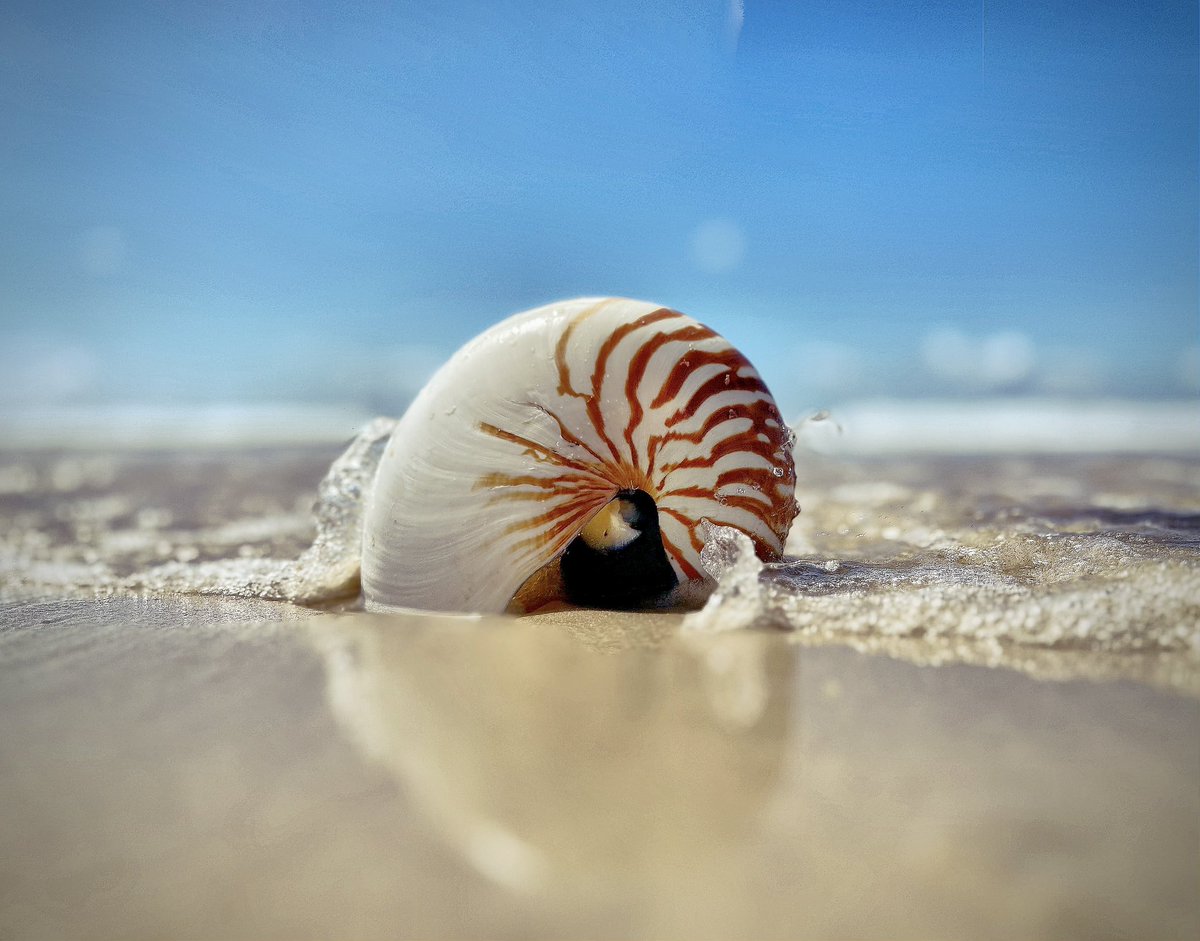 Super stoked with this find at Sandy Cape at Fraser Island!