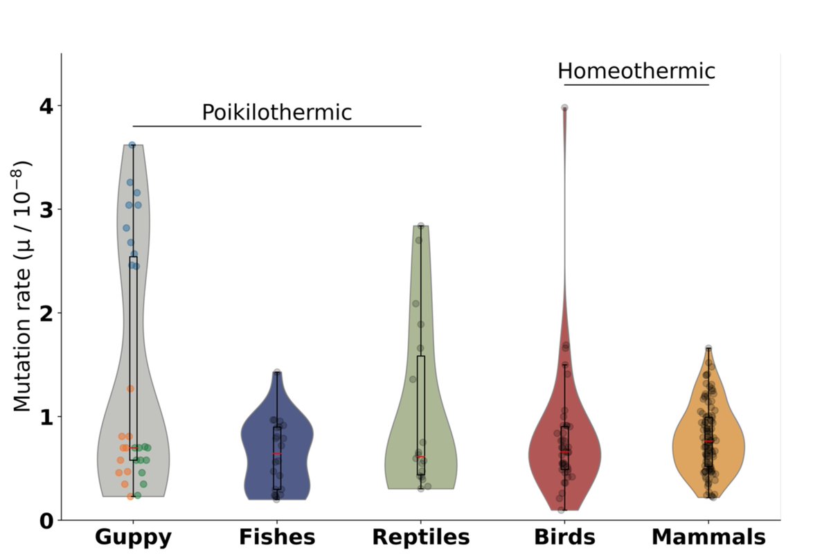 I'm so pleased to share the latest work from <a href="/Y_Lin_Evo/">Yuying Lin</a>!  She found extensive variation in germline de novo mutation rate in guppies, with interesting implications about the genetic basis of rapid adaptation. biorxiv.org/content/10.110… with <a href="/IDarolti/">Iulia Darolti</a> <a href="/_Axeman_/">Wouter van der Bijl</a> and Jake Morris!