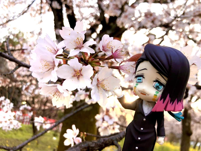 さくらの日らしいので桜がいっぱいメモリーズ 