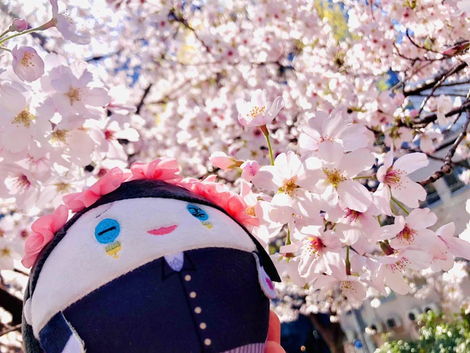 さくらの日らしいので桜がいっぱいメモリーズ 
