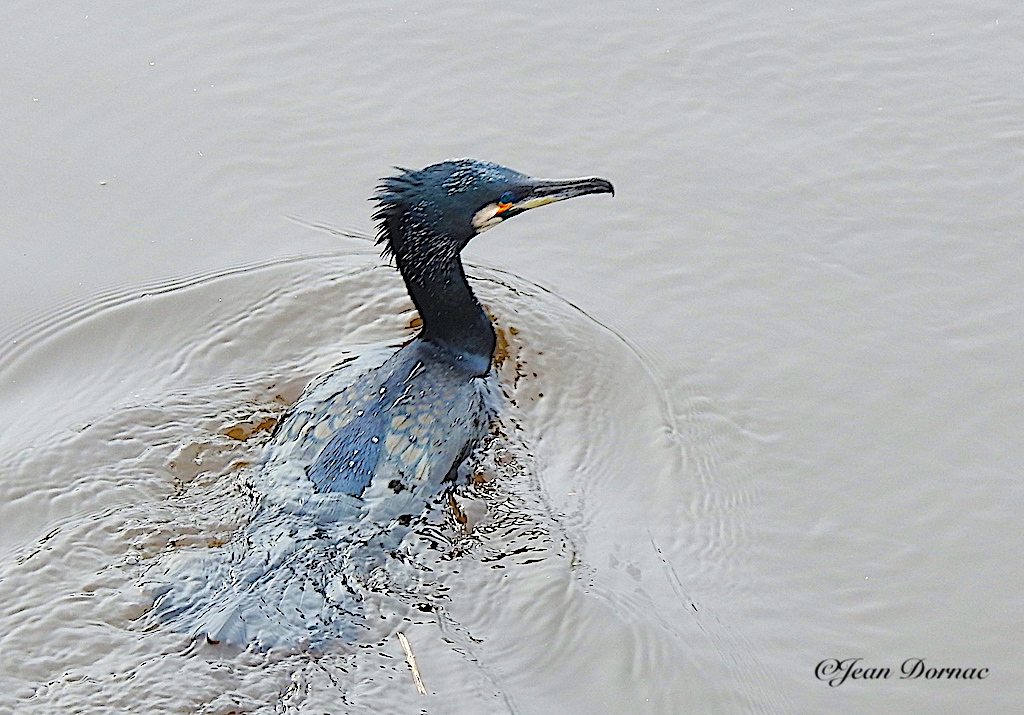 JeanDornac's tweet image. Cormoran sortant de dessous l’eau et, comme un sous-marin sort son périscope ou si vous préférez, sa tête… #cormoran #dessous #eau #sousmarin #périscope #tête  #léguer #Lannion #CôteArmor #Bretagne #France