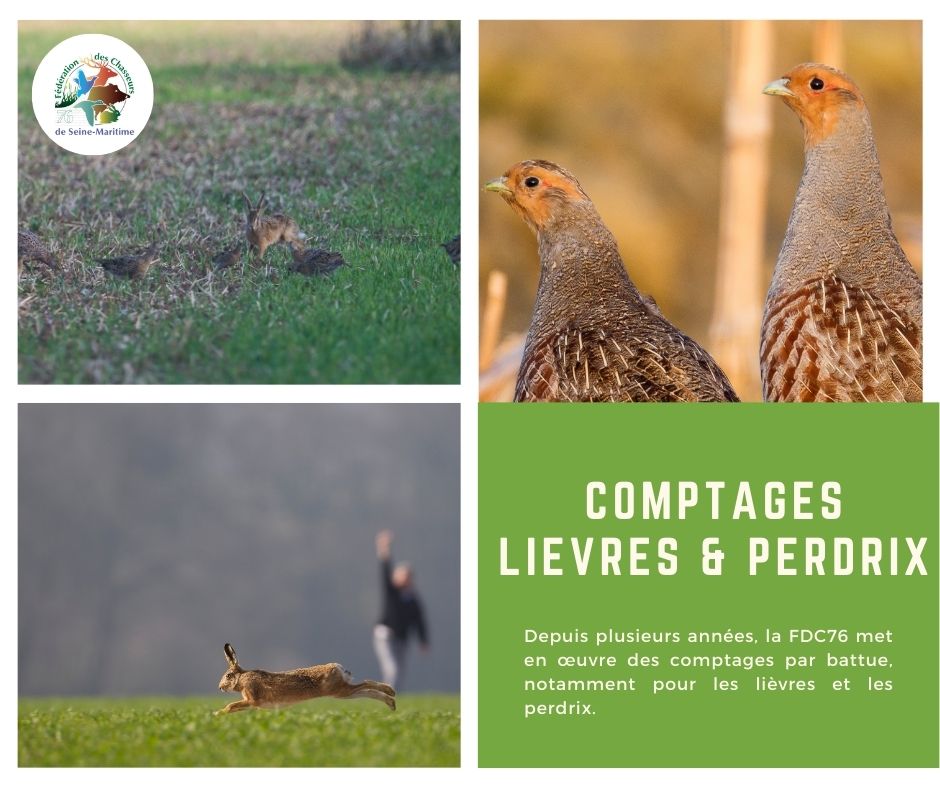 Comment compter les populations animales ? 🤔

La FDC76 organise des comptages par battue pour les lièvres et les perdrix en collaboration avec les GIC depuis plusieurs années. Ces comptages permettent mesurer la densité des populations et établir des quotas. 📝