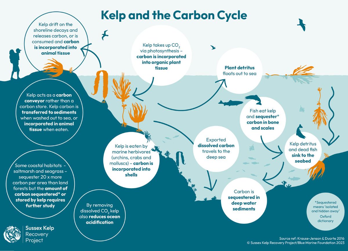 Kelp is a blue carbon habitat – one that removes carbon dioxide from the air and converts it into organic carbon in its tissue. The Sussex Kelp Recovery Project is investigating kelp’s role in helping us combat climate change. Check out kelp’s role in the carbon cycle 🌍