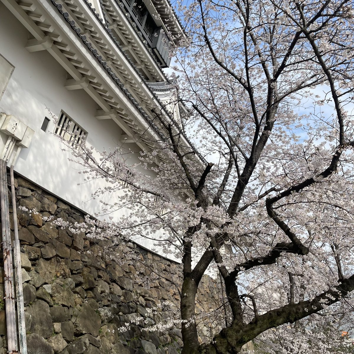 ___nmtyna's tweet photo. 春は好きだけど苦手かもです https://t.co/AgteYWljUm