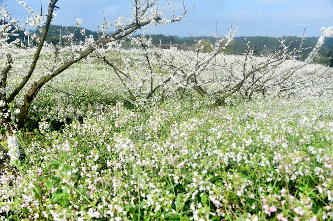 ChongqingNews's tweet image. Spring has arrived in #Chongqing! Come see the beautiful plum blossoms and radish #flowers, rapeseed fields, peach blossoms, and magnolias in #Fuling District. #SpringBlossoms