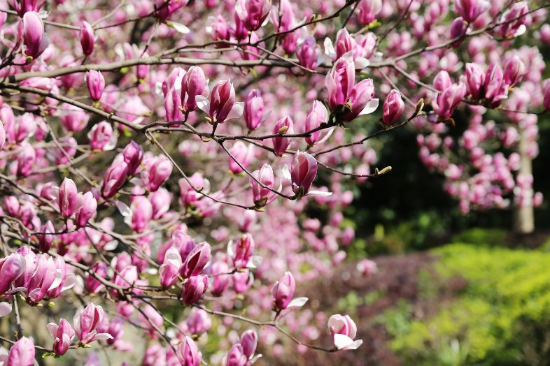 ChongqingNews's tweet image. Spring has arrived in #Chongqing! Come see the beautiful plum blossoms and radish #flowers, rapeseed fields, peach blossoms, and magnolias in #Fuling District. #SpringBlossoms