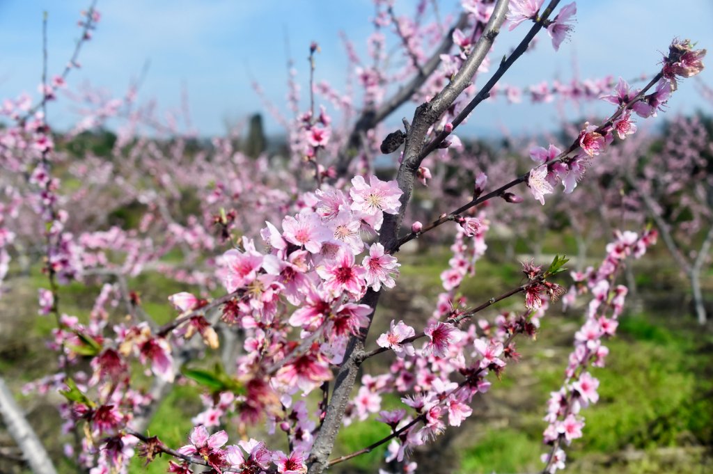 ChongqingNews's tweet image. Spring has arrived in #Chongqing! Come see the beautiful plum blossoms and radish #flowers, rapeseed fields, peach blossoms, and magnolias in #Fuling District. #SpringBlossoms