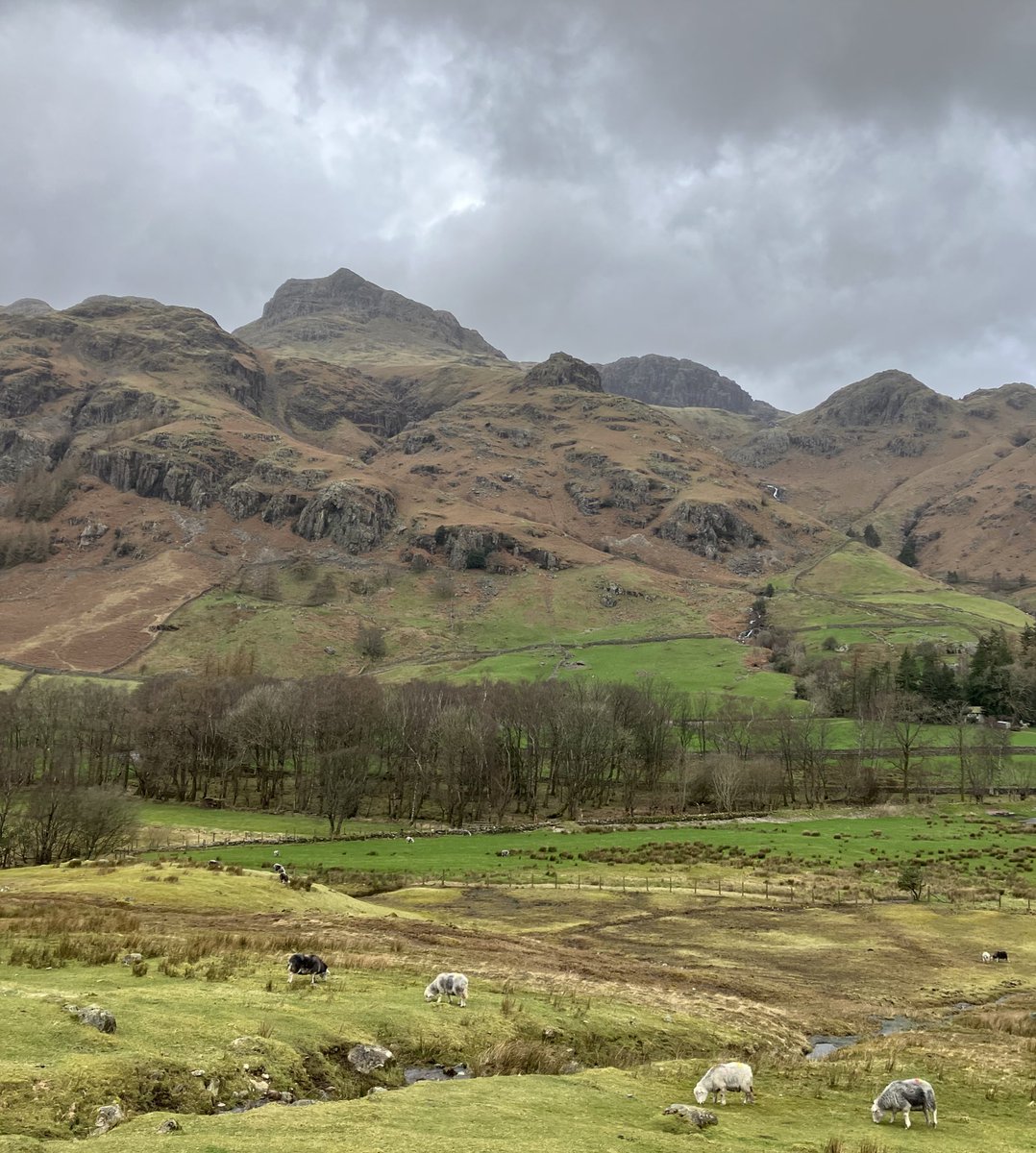 IcicleLakesHQ's tweet photo. Lovely #LangdalePikes looking from lower slopes of #SidePike #photo 💚 #LakeDistrict with #Herdwick 🐑🐑 #landscape #MondayMotivation 🐑 https://t.co/dKoAOpwNDj