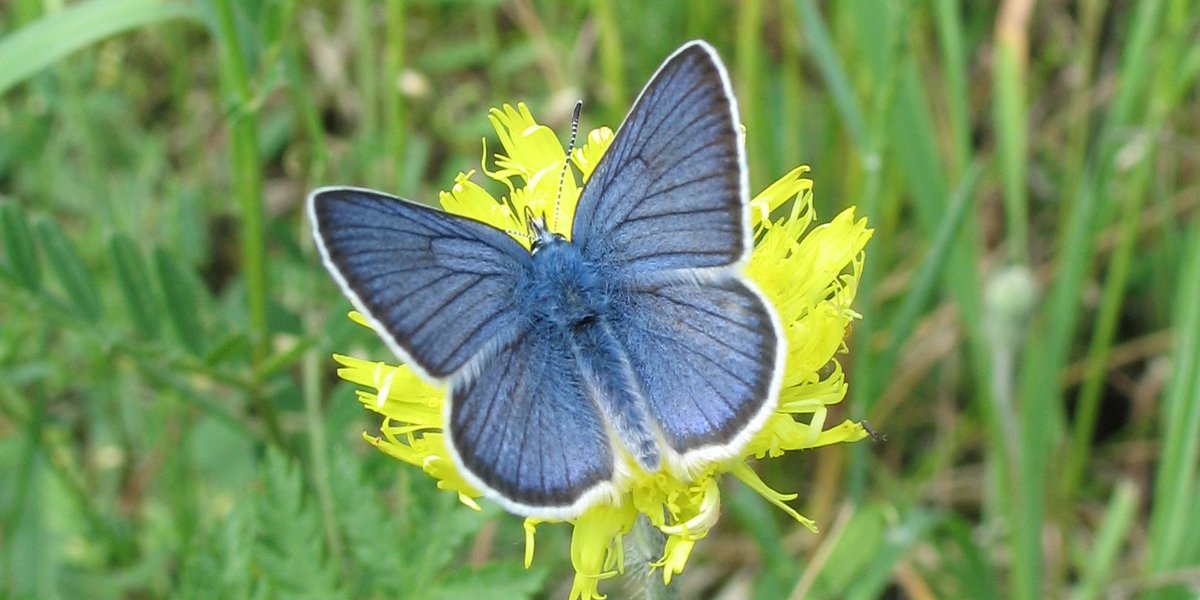 natagora's tweet image. 🦋 Ayant connu un fort déclin en Ardenne, le demi-argus est un joli papillon assez rare à observer.

👉 Aidez-nous à protéger le bocage d'antan en Vallée de Wimbe, pour renforcer la biodiversité dans une réserve naturelle actuellement assez morcelée 👉 bit.ly/3Yu5BzI