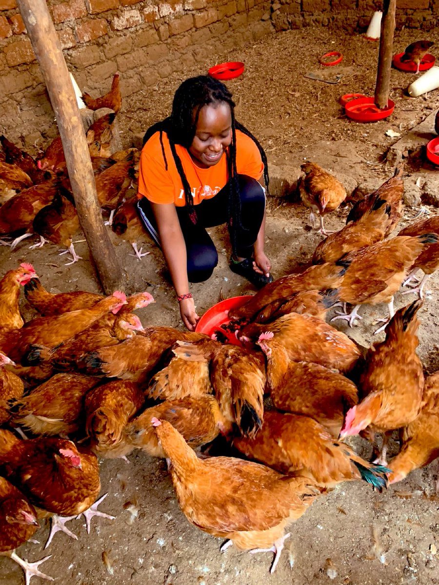 Fellow farmers, have a wonderful new week. 
May this week be the most fruitful week of your life.

#SmallScaleFarming 
#PoultryFarming