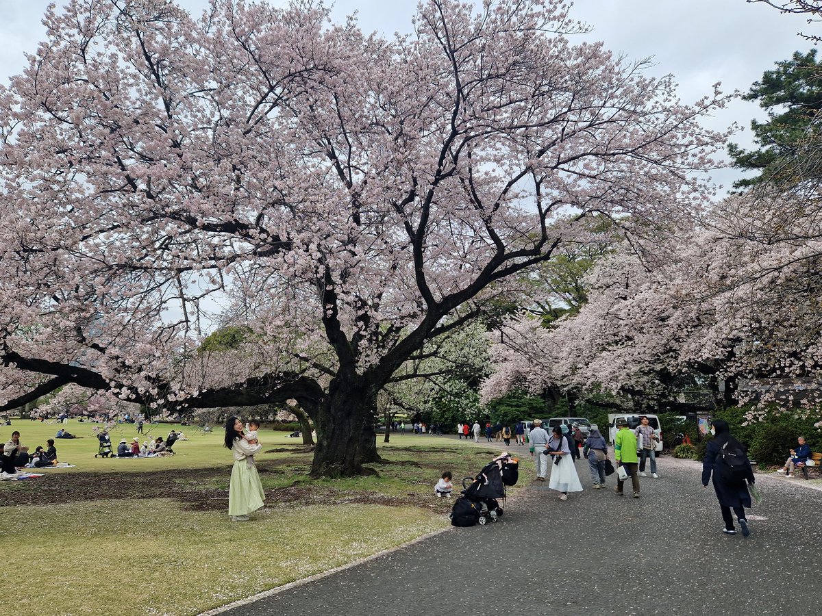 Het is de tijd van de bloeiende kersen in Japan. We kochten een kaartje om het Shinjuku Gyoen park te bezoeken. Gezellige drukte. Er zijn hier vandaag duizenden foto's gemaakt. Zie hashtags: #sakura #hanami
