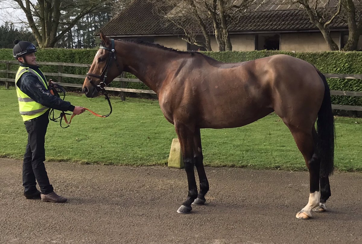 TeamHeartRacing's tweet photo. ANNE BONNY &amp; BALLYMILAN head to @wincantonraces today. Bonny makes her hurdling debut &amp; hopefully puts the bumper run firmly behind now her wind has been done &amp; Ballymilan has a spin back over hurdles after some physical issues. @samtwiston rides both girls. Home safe 🤞❤️🏇 https://t.co/MvfUoNruZG