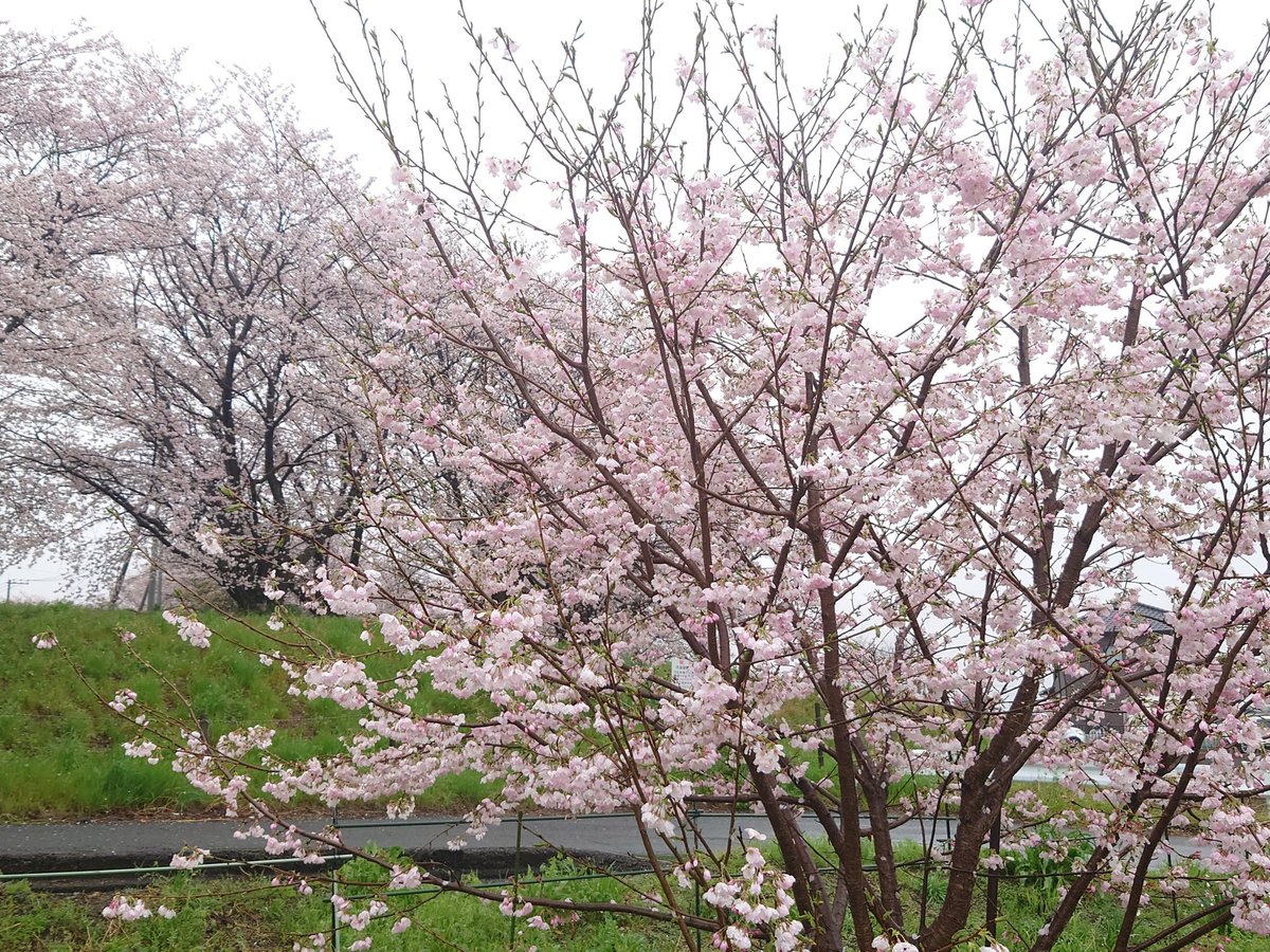 「1枚目、手前が私の神代曙桜で、奥のは町が管理してる道路脇のソメイヨシノ2枚目、神」|ま。(machiko.)@妖精妖怪展・posfes.vol.2のイラスト