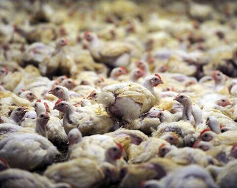 PartiAnimaliste's tweet photo. Duc veut implanter 80 méga-poulaillers, invoquant la « souveraineté alimentaire » d'une France « submergée » par les importations.
Notre souveraineté passe par la végétalisation massive de l'alimentation, pas par ces projets submergeant la France de honte. https://t.co/L9qApJMDcT https://t.co/KhXmORa8vd