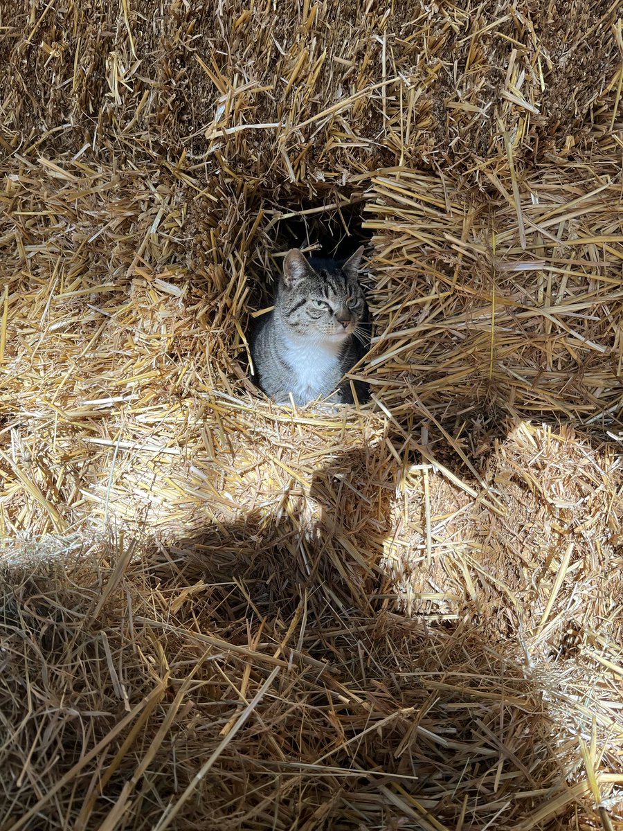 bingbong2005's tweet photo. Boris has found a comfy place to stay warm this morning! In the straw bales ♥️ @TheNorthSchFarm https://t.co/hpBvBxZAl5