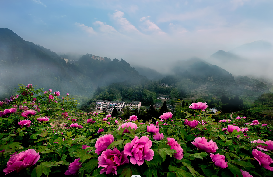 iChongqing_CIMC's tweet photo. Spring is in full #bloom in #Chongqing's #Dianjiang county, where a sea of beautiful peonies awaits! The vibrant hues and delicate petals of these gorgeous #flowers are truly a sight to behold. Don't miss out！
#BestTourismDestination #ShandongTourismDevelopmentConfence https://t.co/EXERwc7psA