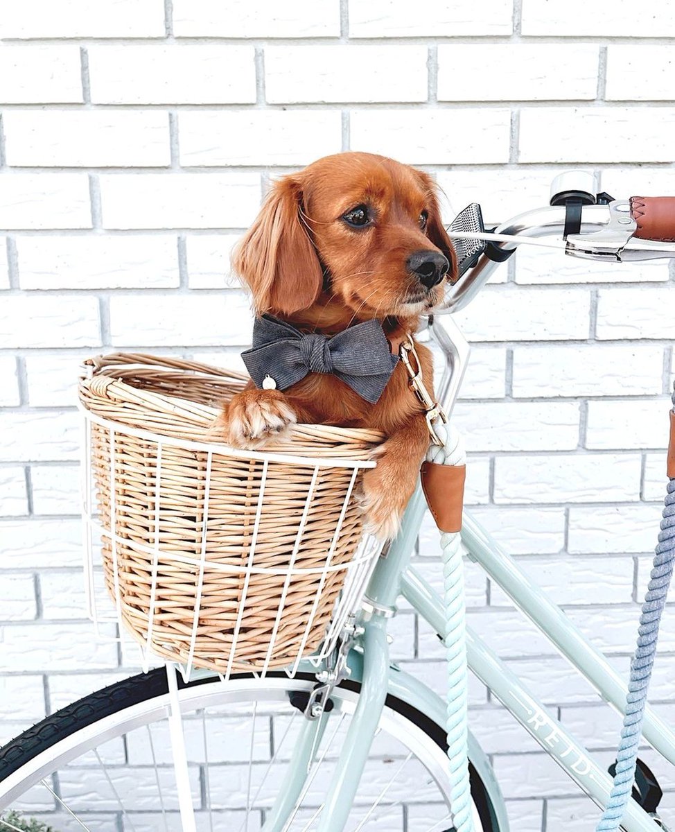 baxtapets's tweet photo. “I don’t strut, I just get carried everywhere, and I wheelie like it.” 🚲 
#dog #dogsoftwitter https://t.co/aSt1t1RHR0