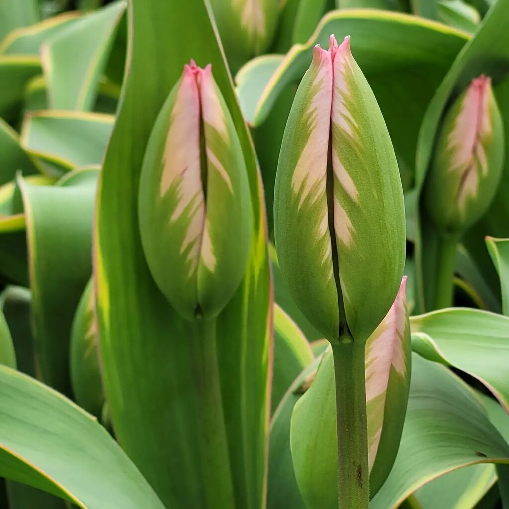 Tulips by post!
Fresh from our Dorset flower farm, delivered to your door.
Link in bio instagr.am/p/CqSby6bqHZ-/
