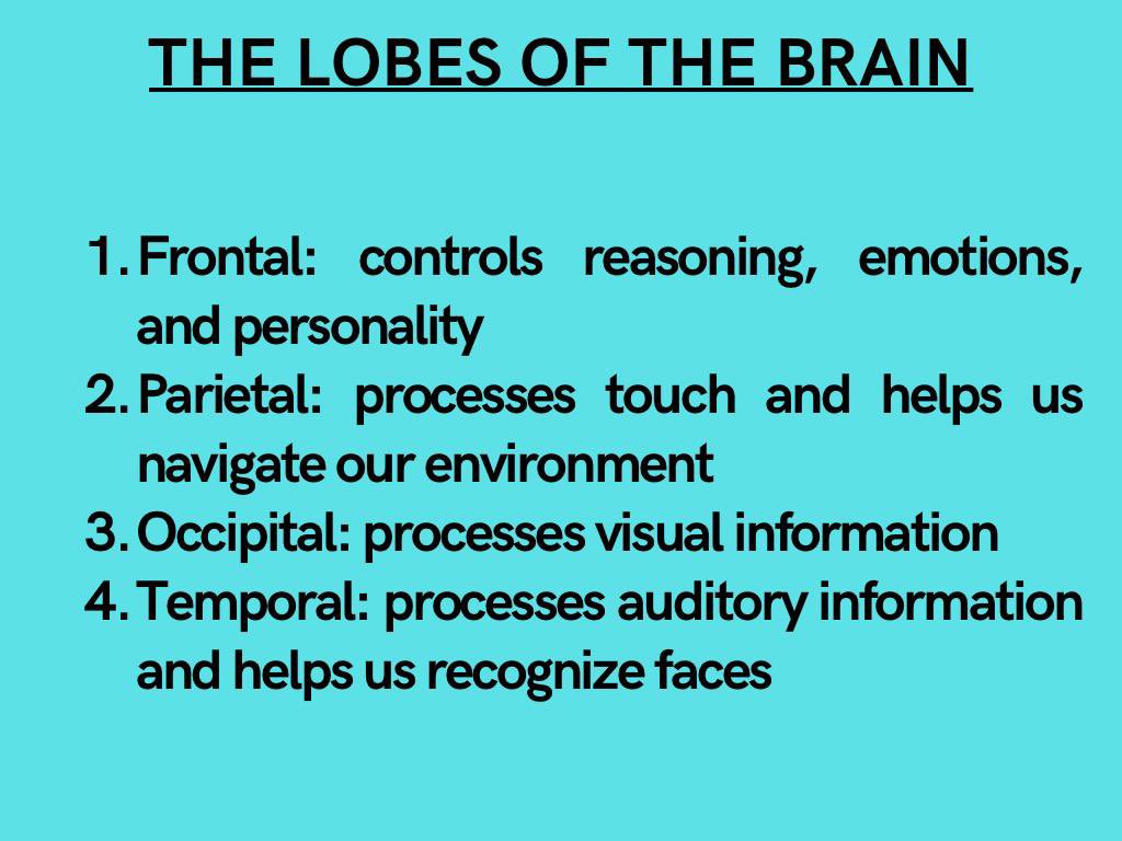 thelightutors's tweet photo. It’s #MondayTidbits! And this time it’s the Anatomy of the Human Brain https://t.co/6h0rJzh29s