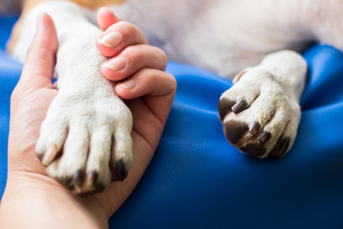 Soulmate, friend and therapist.🐶🐱🐟🐦

How much humans profit from the profound therapeutic qualities😽of their pets➡️ 
bit.ly/interzoo-pet-s…

#science #therapy #pet #Interzoo2024 #love #happiness #wellbeing