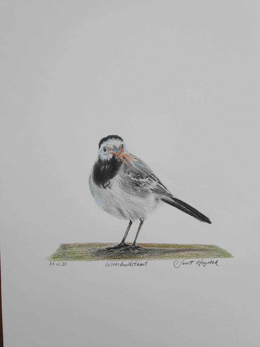 #wagtail #kwikstaart #bachstelze #bergeronnette #aguzanieves #coloredpencildrawing #colouredpencilart #pencildrawings #pencilart #pencilsketch #pencilartwork #art #arte #artshare #artwork #artworld #artsharing #artoftheday #artoninstagram #artofinstagram #birds #birdwatching