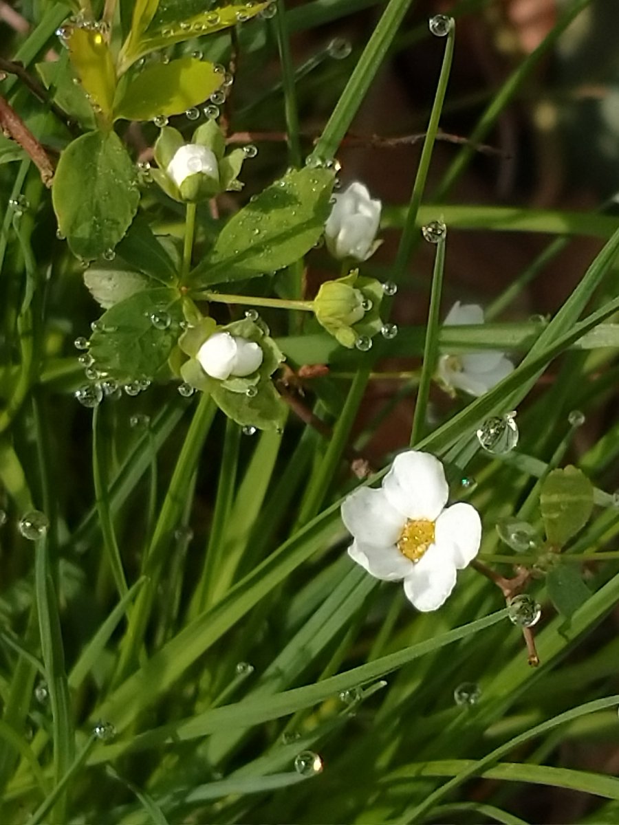 Lot415's tweet image. 今朝の…多分…ユキヤナギ？ #ユキヤナギ #花 #多分