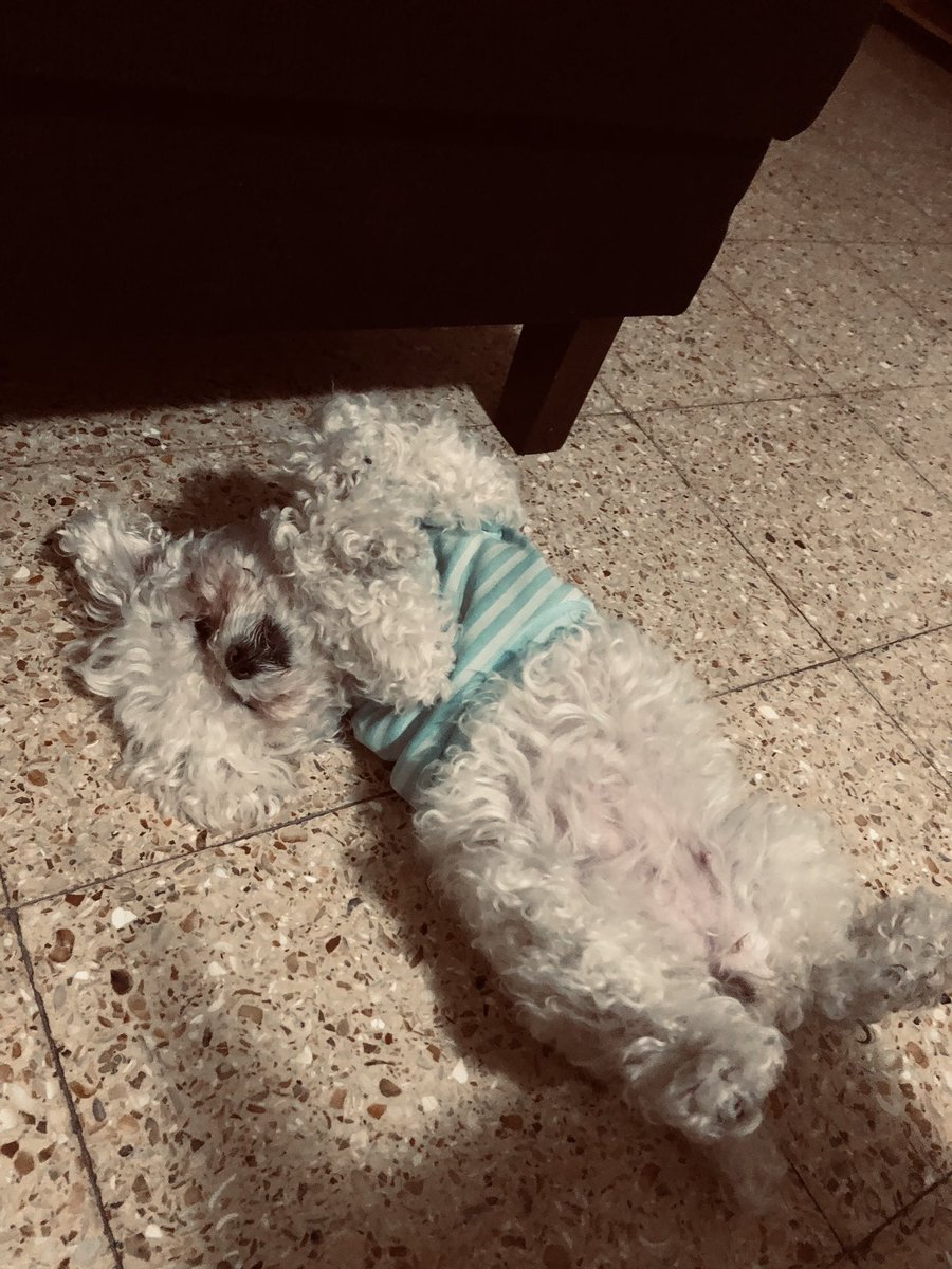 RoRomano7's tweet photo. se fue mi compañera, mi hija, después de 13 años, y no puedo realmente explicar lo rota que me siento. https://t.co/aCBchLQuJG