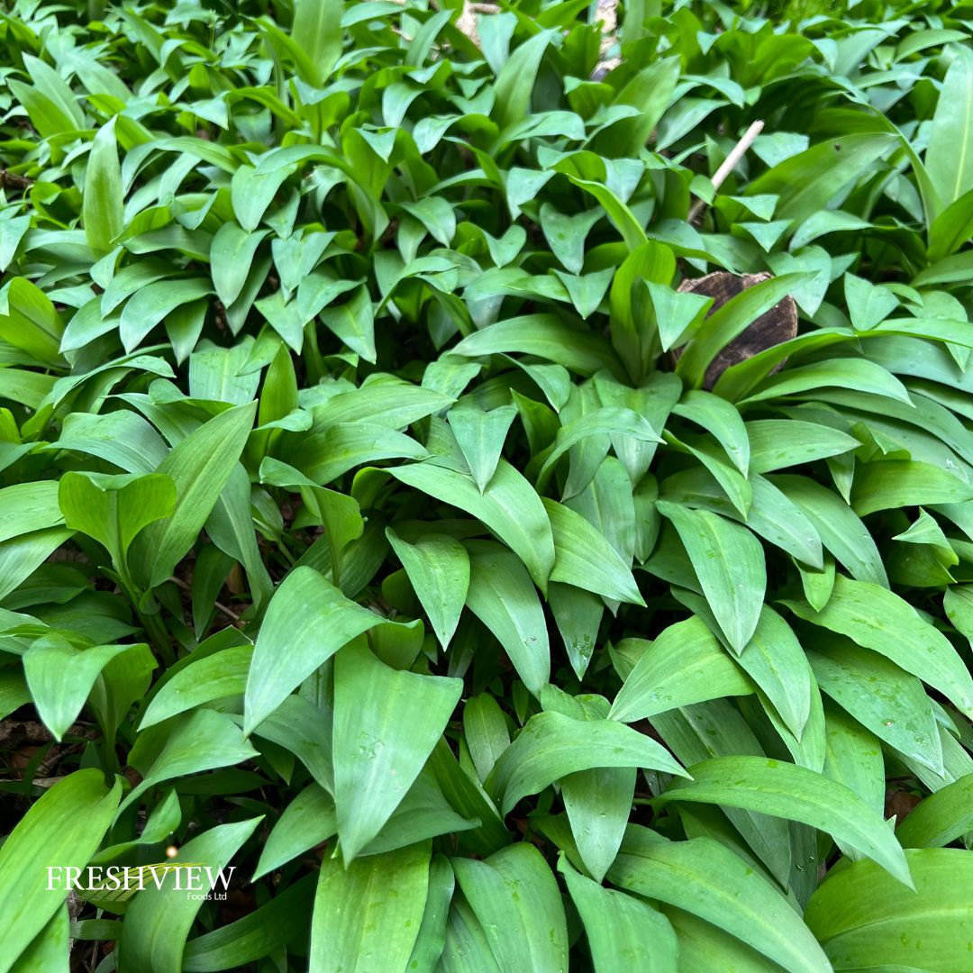 Freshviewfoods's tweet image. Wild garlic or Ramsons, a sign of early spring and ancient woodland, its not around for long so time to use or preserve it. freshviewfoods.co.uk
 
#chef #wildgarlic #ramsons #spring #freshviewfoods #brcaarated #allaboutthefreshness