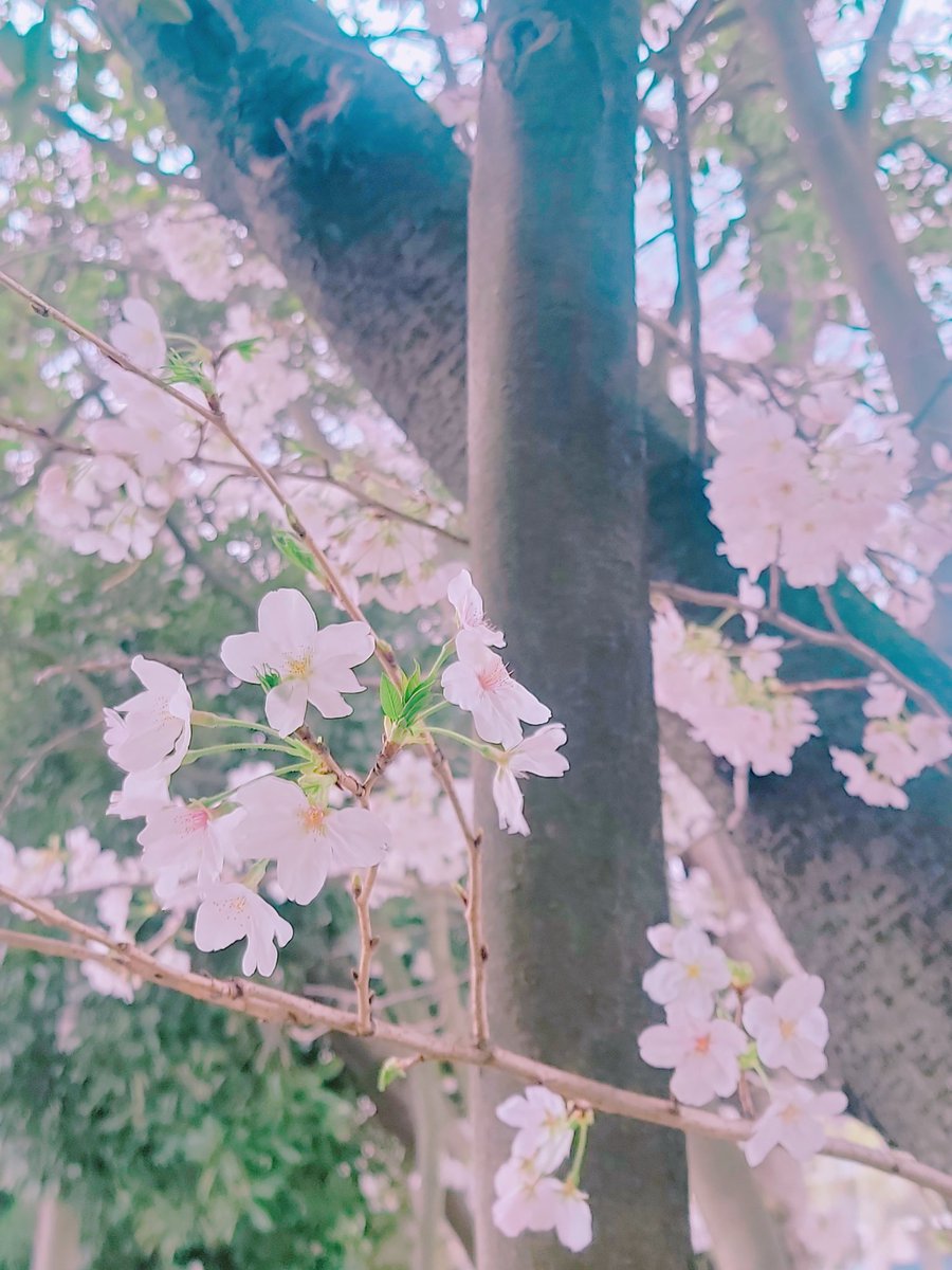 今年も家の前で花見!
スーパーでお弁当買って、菩薩(夫)とレジャーシート敷いて「寒いな?」て言いつつも楽しかったー!
いい息抜きになった!! 