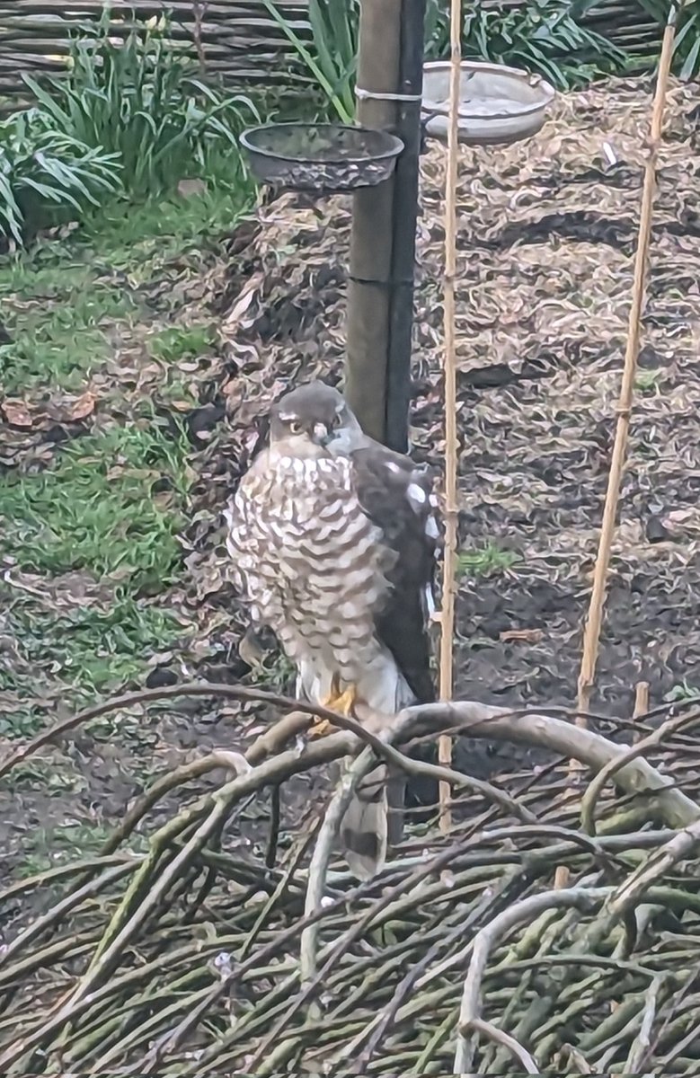 RecyclerBill's tweet photo. Someone is staring in my #homeoffice window ๐ง
He is also keep guard over the bird feeders #SparrowWatch.
At least he keeps the pigeons off the #purplesprouting! https://t.co/E66Vqv3pRk
