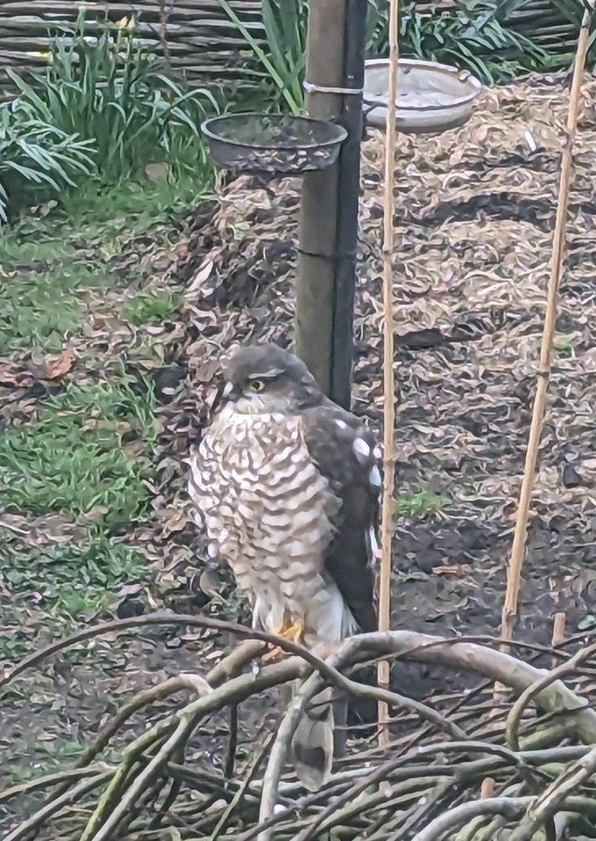RecyclerBill's tweet photo. Someone is staring in my #homeoffice window ๐ง
He is also keep guard over the bird feeders #SparrowWatch.
At least he keeps the pigeons off the #purplesprouting! https://t.co/E66Vqv3pRk