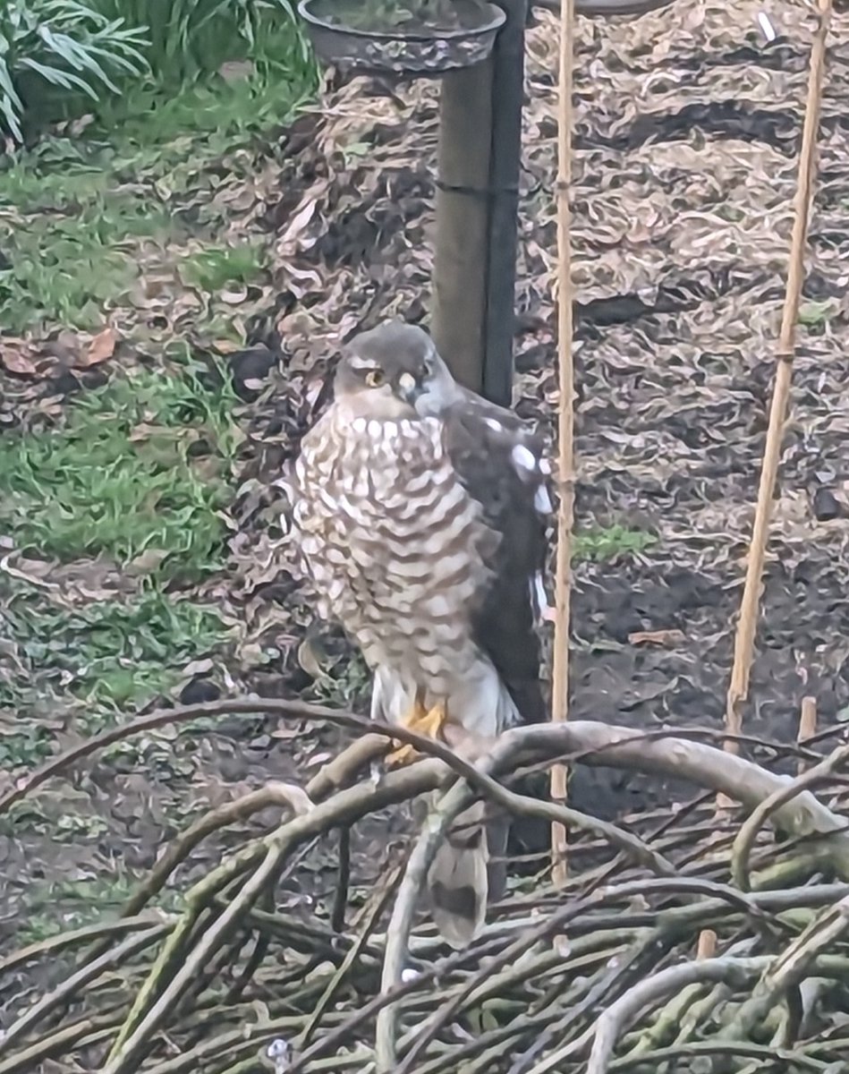 RecyclerBill's tweet photo. Someone is staring in my #homeoffice window ๐ง
He is also keep guard over the bird feeders #SparrowWatch.
At least he keeps the pigeons off the #purplesprouting! https://t.co/E66Vqv3pRk